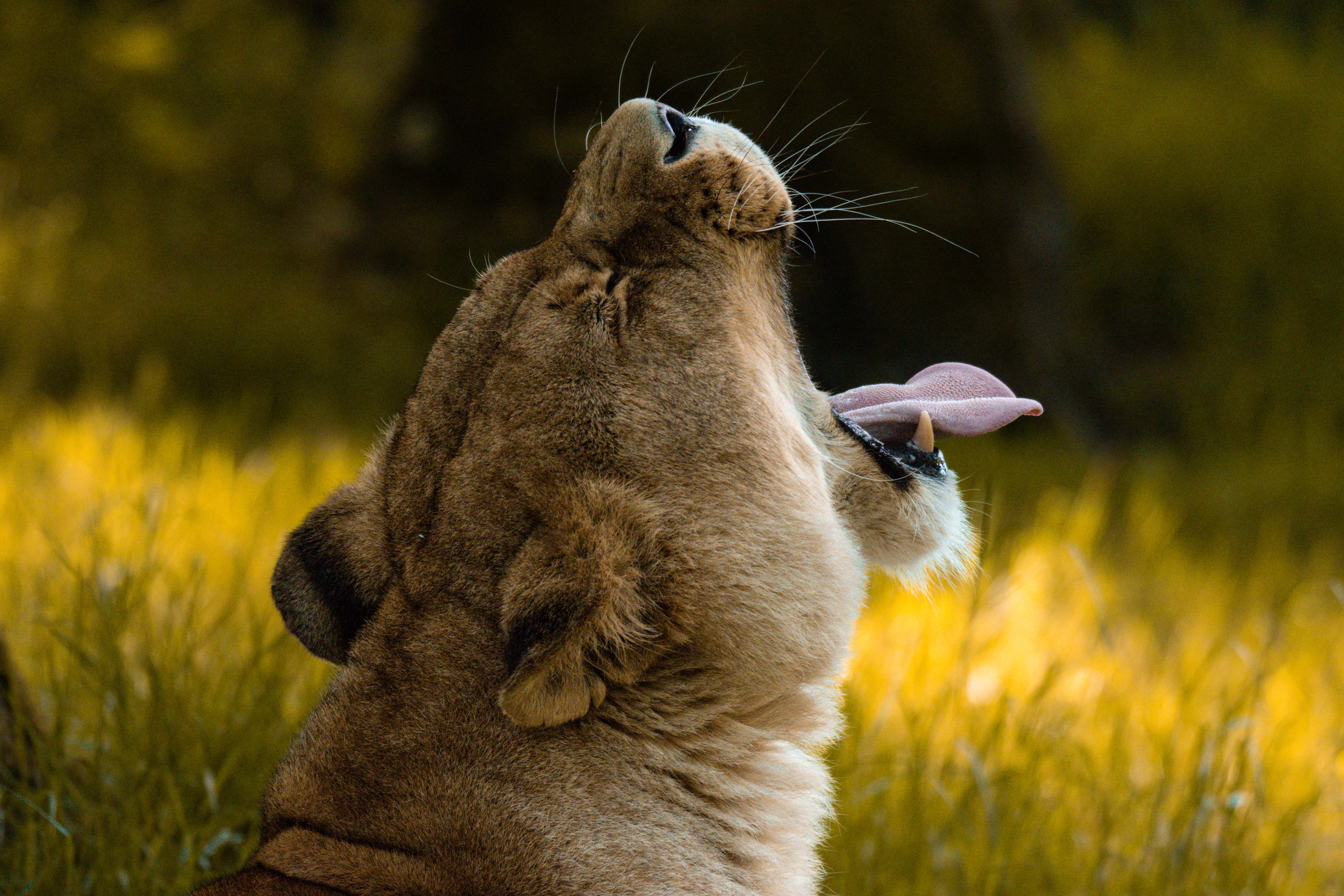 Animal Photography
